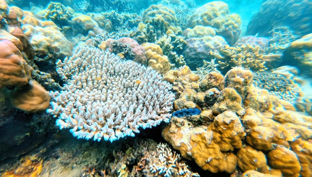 Sylvia Hotel & Resort Komodo 라부안 바조 외부 사진